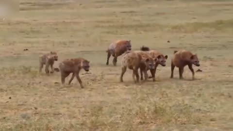 hyenas attack mother buffalo and get the worst of it