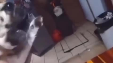 Funnies Animal video _ Dog forgot that he is dog