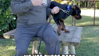 3 Reasons Rottweiler Are No Longer Police Dogs