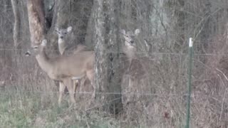 DASHER, DANCER, PRANCER, COMIT, AND CUPIT Make a Pit Stop!