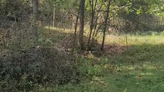 scared deer
