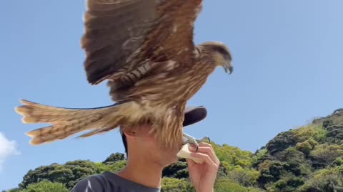 Hawk Steals Guy's Lunch