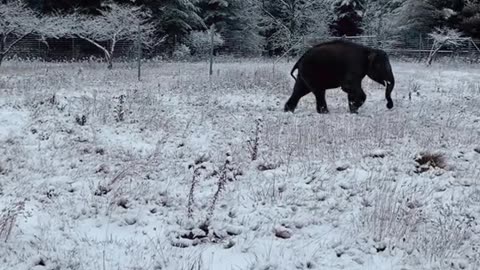 Peep that little happy elephant squawk 🐘 They just love the snow!