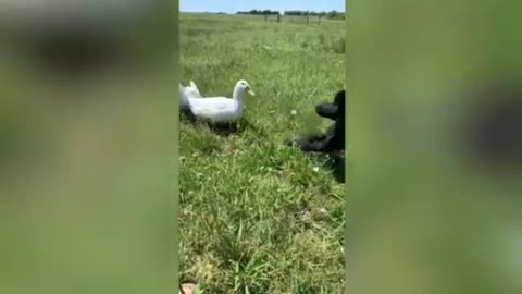 A brave duck