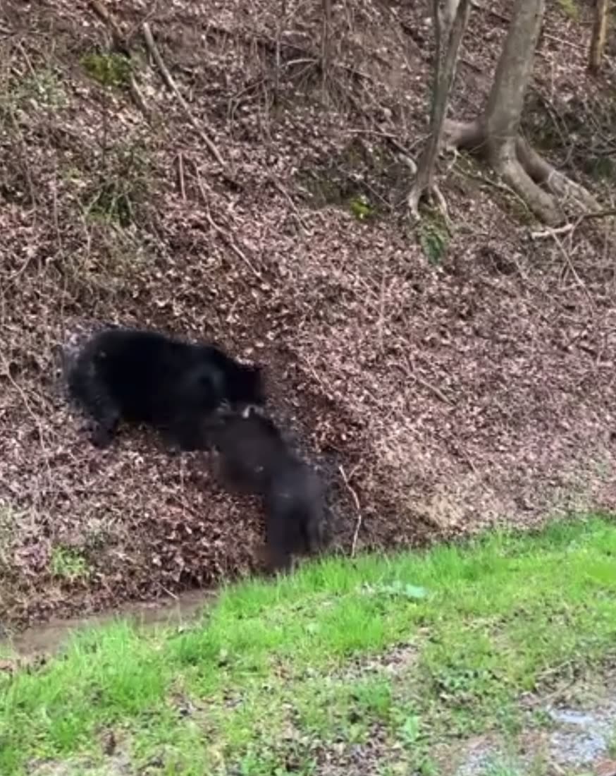 Black Bear vs Wild Boar in the Tennessee Mountains