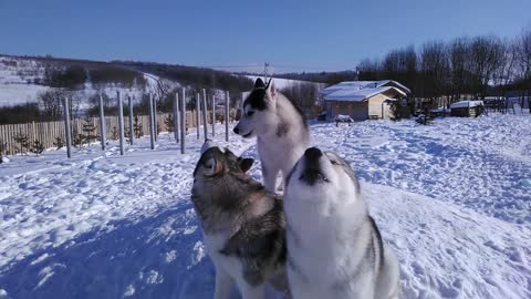 Adult Huskies Teach Puppy How To Howl Properly