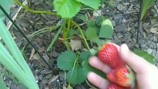 My homegrown strawberry 🍓