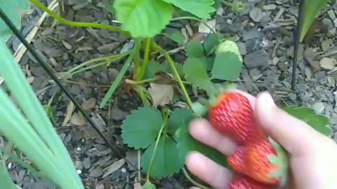 My homegrown strawberry 🍓