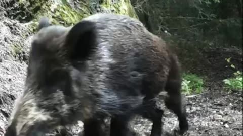 Wild boar family