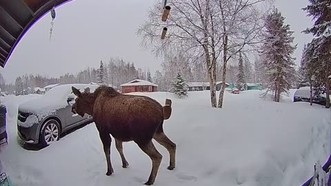 Moose Relieves Himself On Front Stoop
