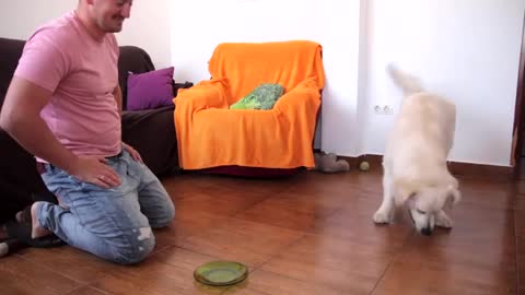 What will the Dog choose Owner or Food Funny Dog CHALLENGE #1