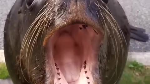 Food makes even Animals to Smile 😊 । Animal video