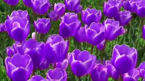 Amazing Tulip flowers