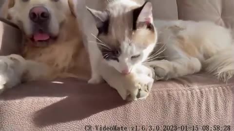 Kitten Trying to Earn Attention from Golden Retriever!