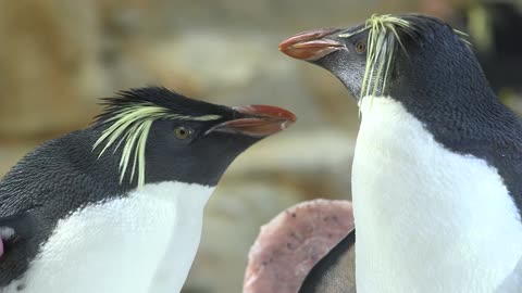Penguins From World's Oldest Zoo Receive A Special Heart-Shaped Treat For Valentine's Day