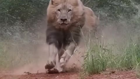 Lions- Terrifiying Majestic king of the jungle🦁 #shorts #lion attitude