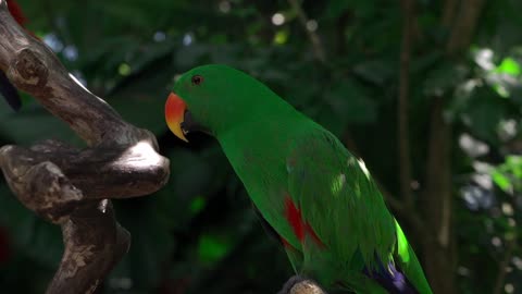 The Moluccan eclectus