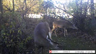 Backyard Trail Cams - Yearling Twin Deer