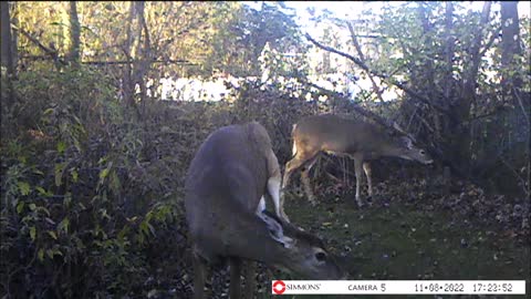 Backyard Trail Cams - Yearling Twin Deer