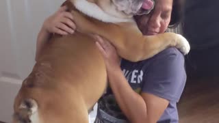 English Bulldog Hugs Her Filipina Momma