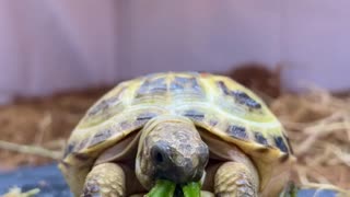 Tortoise enjoying yummy salad