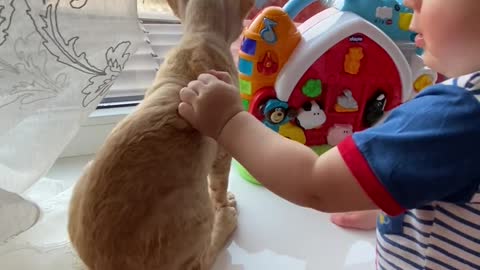 A Cute Baby Playing with His Toys and Cat #short