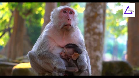 Monkey eating fruits | Monkey video | Animal Planet World Film | Animal Planet World Channel