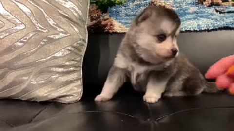 Best Bowtie Pomsky Love - Noel 1st Generation Pomsky Cute Yawn!