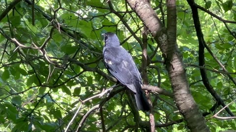 Chirping Redwing Blackbird