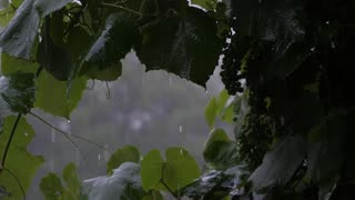The sound of rain / Sunetul ploii - ambiental