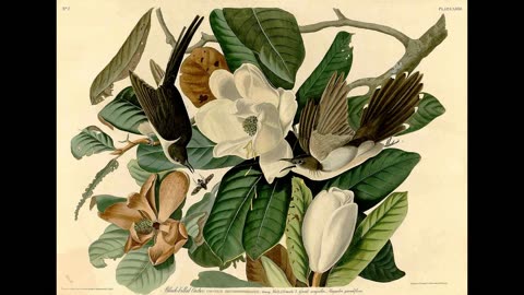 Plant Culture 02 Magnolia History