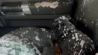 Dog Makes a Mess After Opening Window During Car Wash