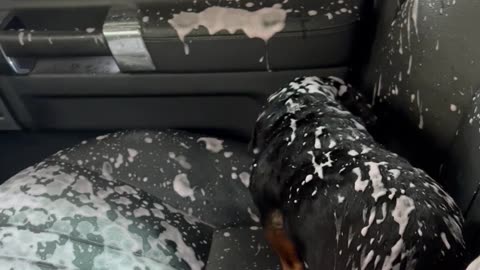 Dog Makes a Mess After Opening Window During Car Wash