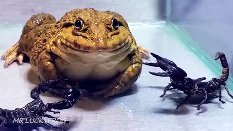 Amazing!! Asian Bullfrog With Big Black Scorpion! Warning Live Feeding