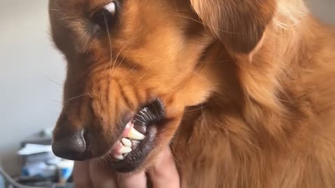 Unhappy Golden Retriever Being Brushed