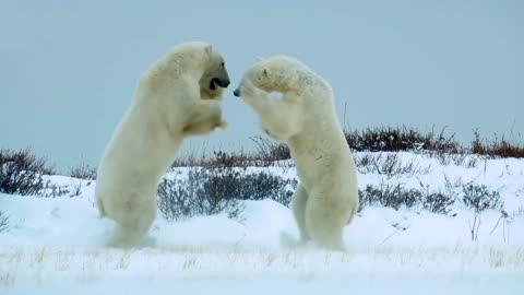 Polar Bear Fighting