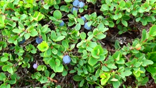 Blueberries