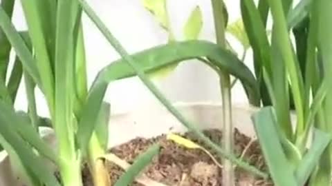 How to Grow Onion at Home