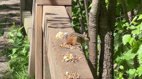 Mr Chippy collecting seed and nuts