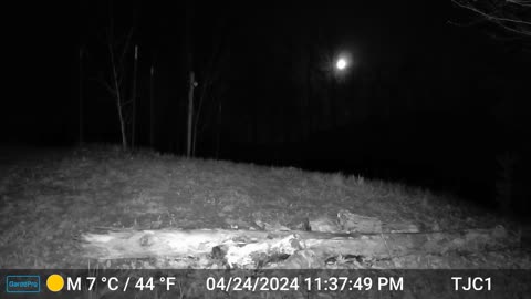 Raccoon Standing in Front of Camera