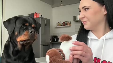 dog's reaction to a new friend 😂😂😂