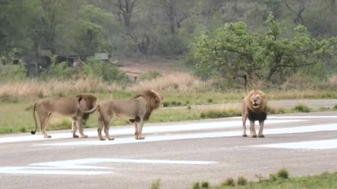 Lion viral video