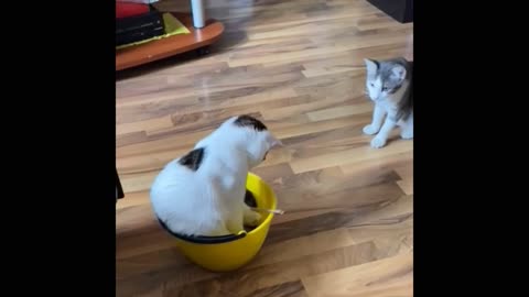 Two cats are exploring a new toy while no one is around