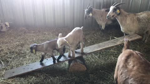 new teeter totter just dropped