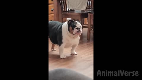 Hilarious Dogs & Cats 😂 New Funny Pet Videos 2024🐾