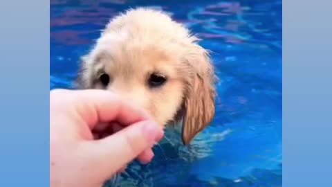 Swimming golden Retriever Puppy