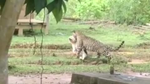 jaguar capture dog