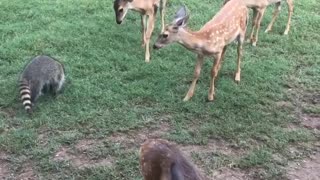 Raccoon playing with fawns