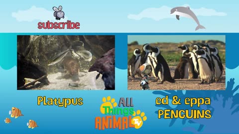 SEA ANIMALS - Animals for Kids