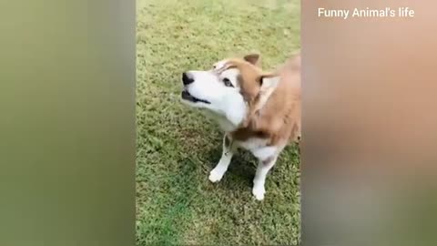 Funniest Animals 😂 Funny Cats and Dogs 🐱🐶 | Funny Animal Videos